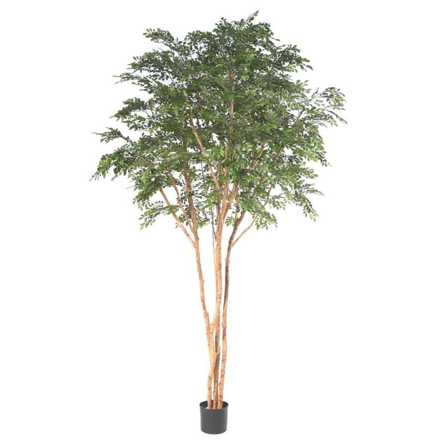 BUCIDA TREE 330 LUXE