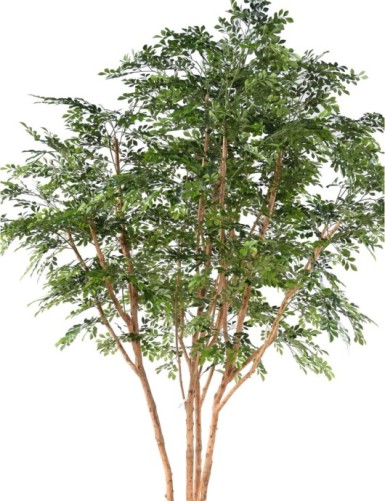BUCIDA TREE 330 LUXE