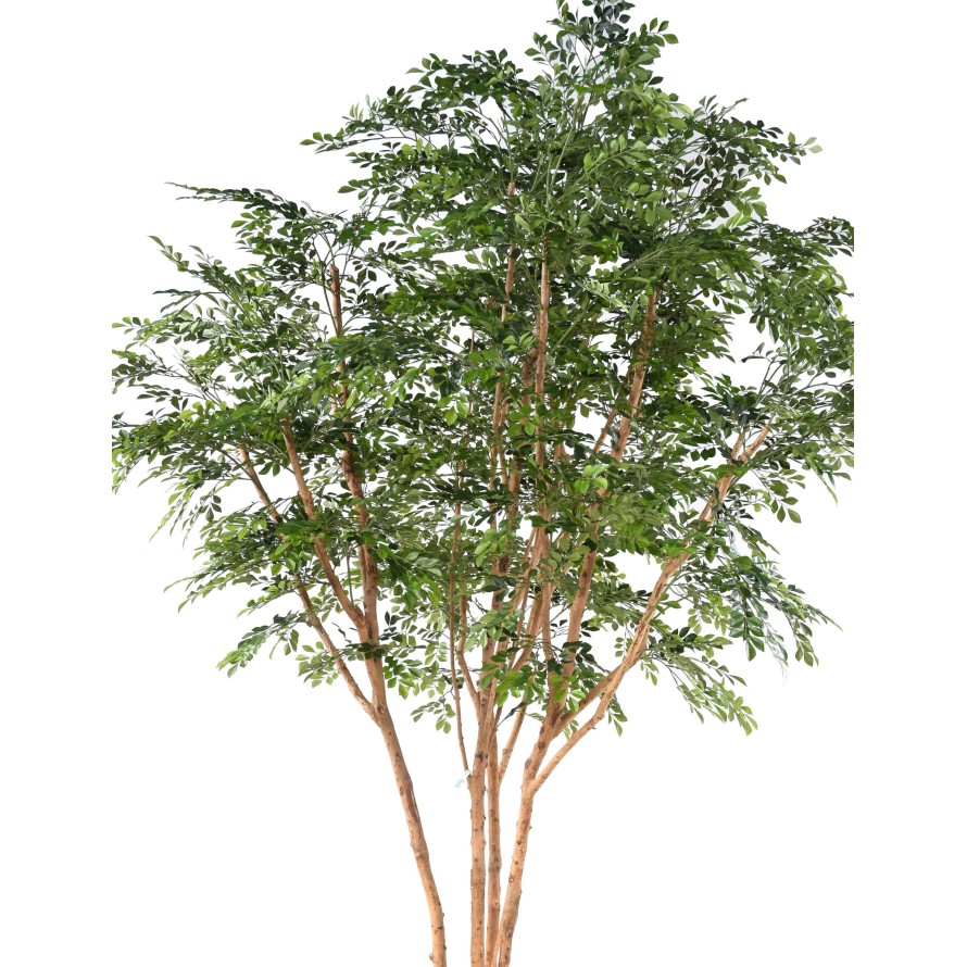 BUCIDA TREE 330 LUXE