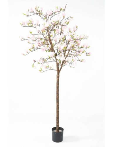 MAGNOLIA FLOR TULIPÁN JAPONÉS