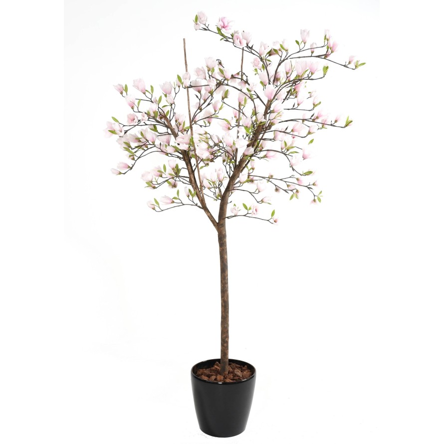 MAGNOLIA FLOR TULIPÁN JAPONÉS