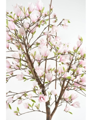 MAGNOLIA BLOSSOM JAPANESE TULIP TREE