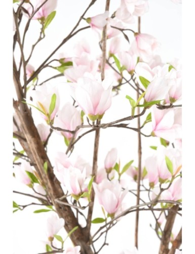 MAGNOLIE BLÜTE JAPANISCHER TULPENBAUM