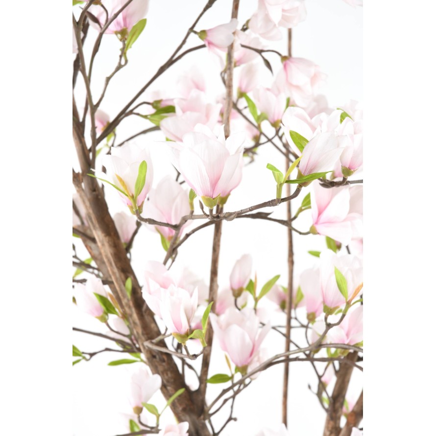 MAGNOLIA FLOR TULIPÁN JAPONÉS