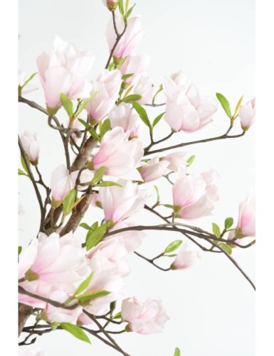 MAGNOLIA BLOSSOM JAPANESE TULIP TREE