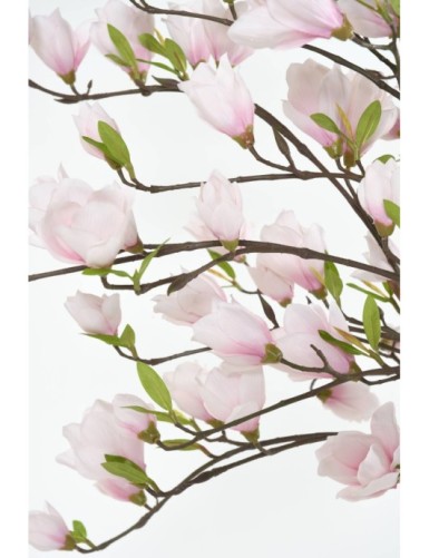 MAGNOLIA BLOSSOM JAPANESE TULIP TREE