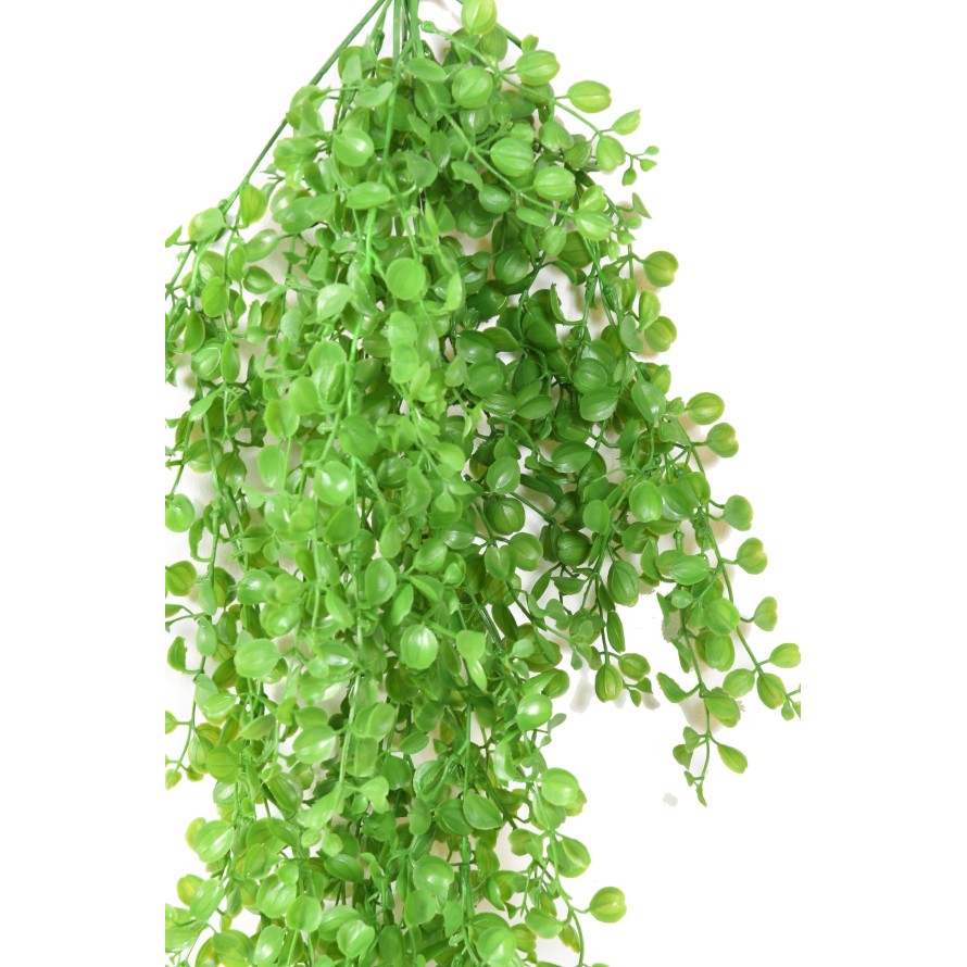 DICHONDRA MINI HANGING BUSH