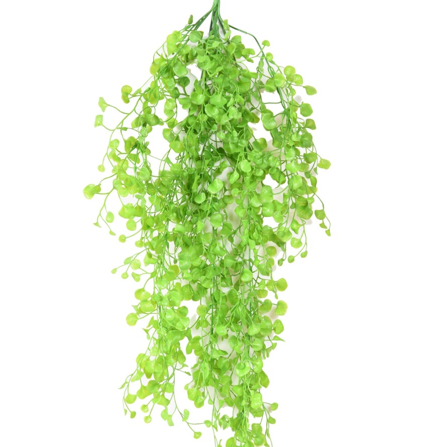 DICHONDRA MEDIUM HÄNGEKUNSTPFLANZE