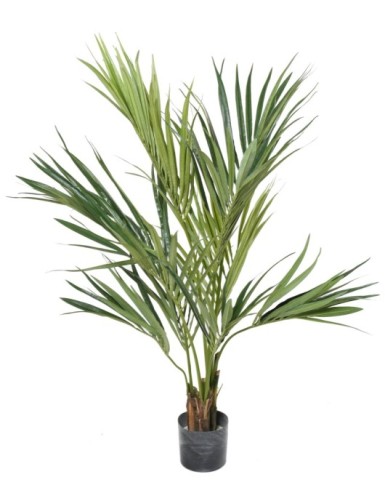 KENTIA PALME 130