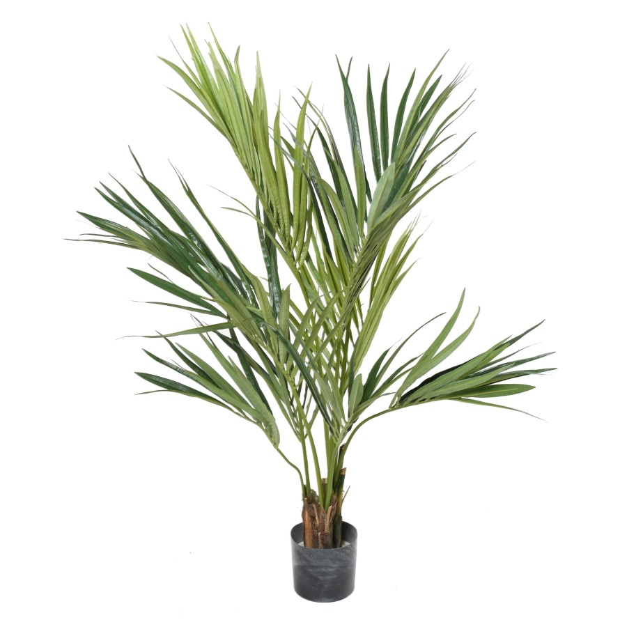 KENTIA PALME 130