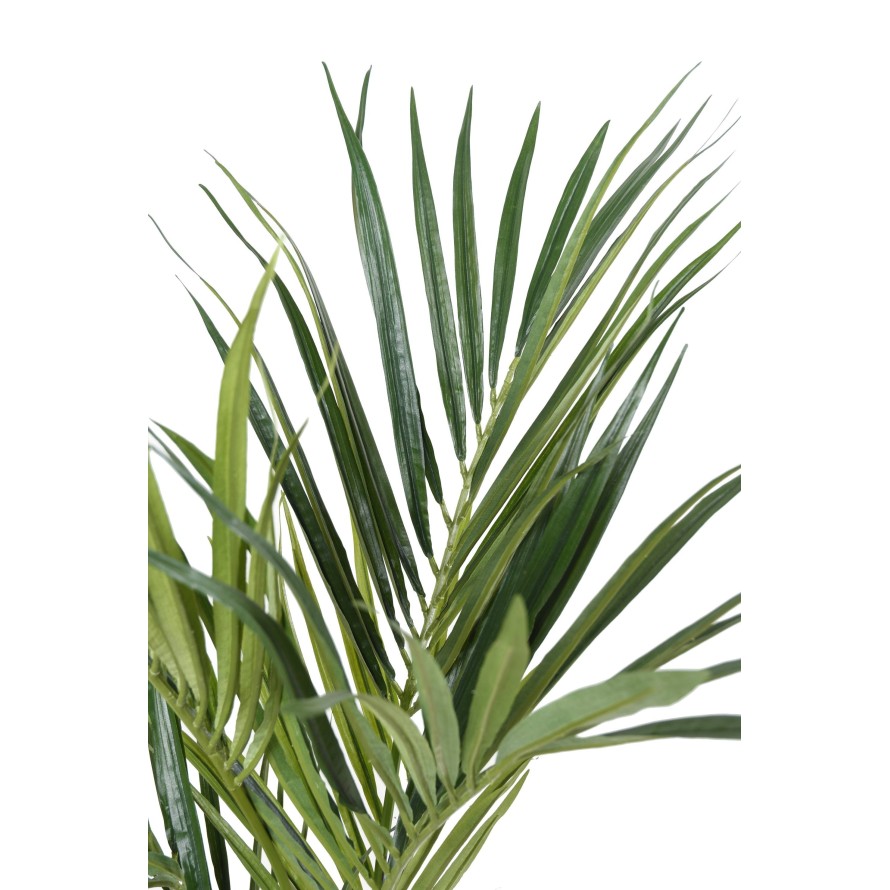 KENTIA PALME 130