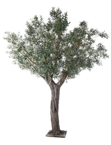 OLIVENBAUM 390