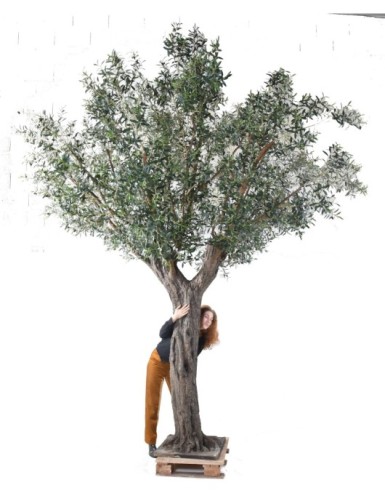 OLIVE TREE 390