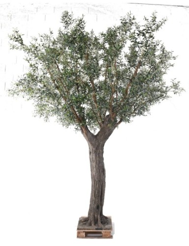 OLIVENBAUM 390