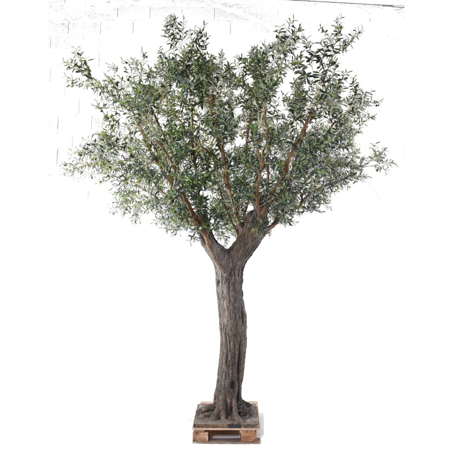OLIVE TREE 390