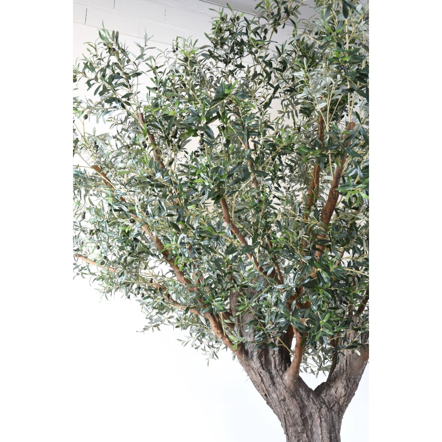 OLIVE TREE 390