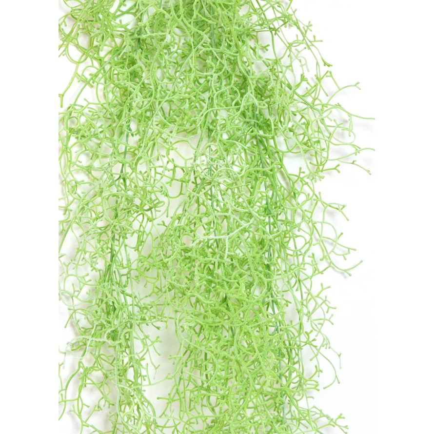 TILLANDSIA HÄNGEKUNSTPFLANZE