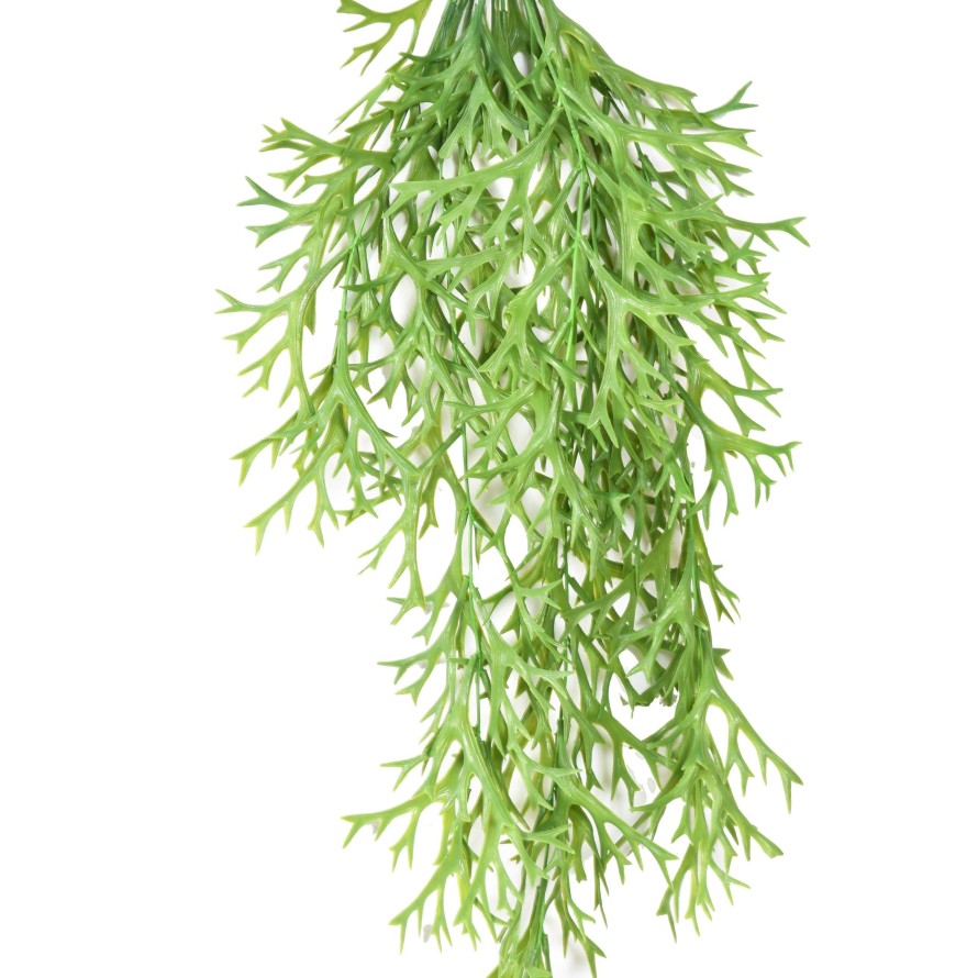 PLATYCERIUM MINI COLGANTE