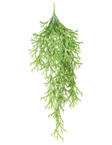 PLATYCERIUM MINI COLGANTE