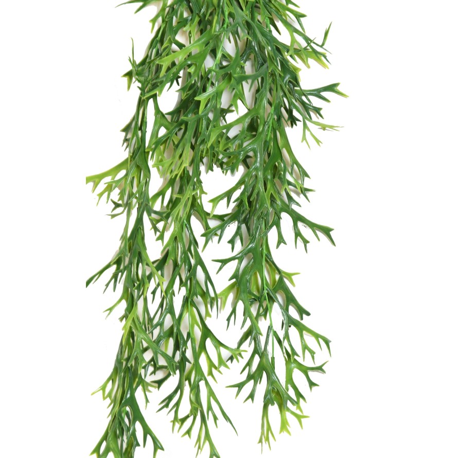 PLATYCERIUM MINI COLGANTE