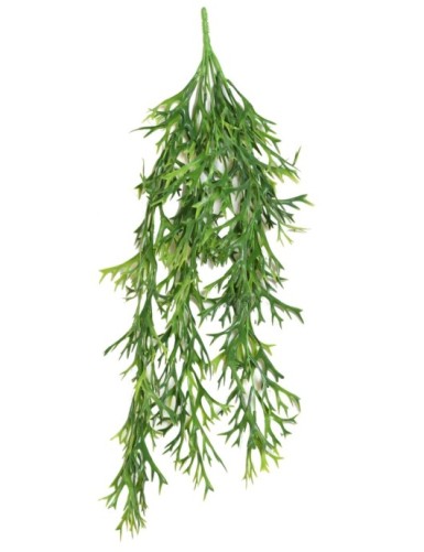 PLATYCERIUM MINI COLGANTE