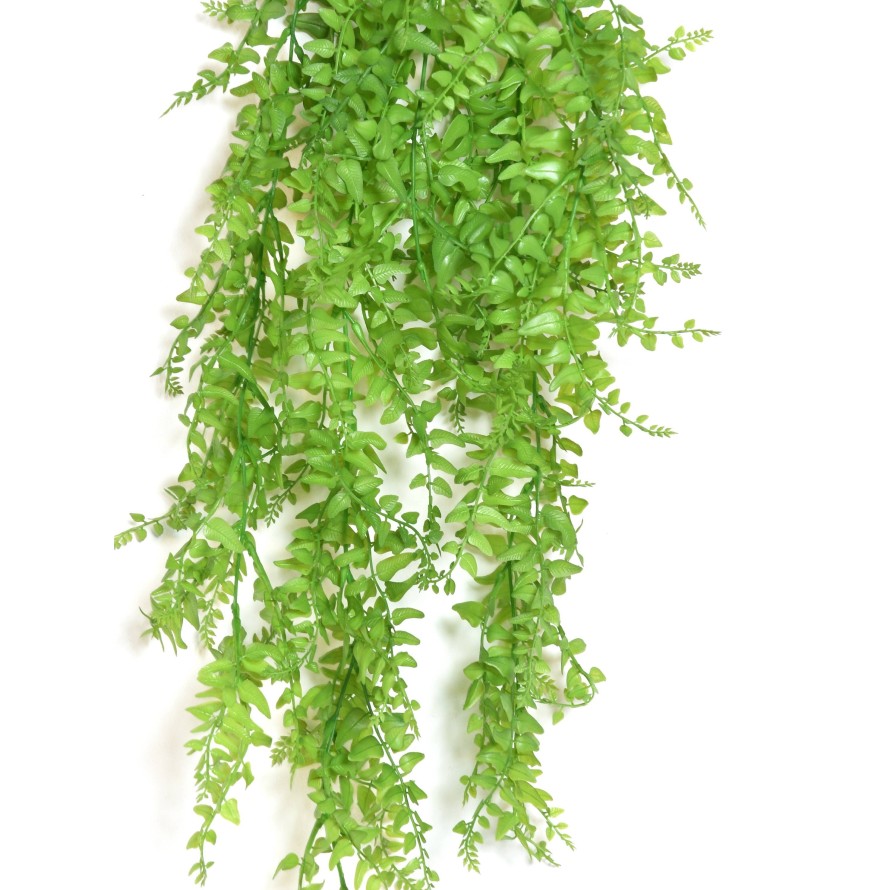FERN (BOSTON) HANGING BUSH