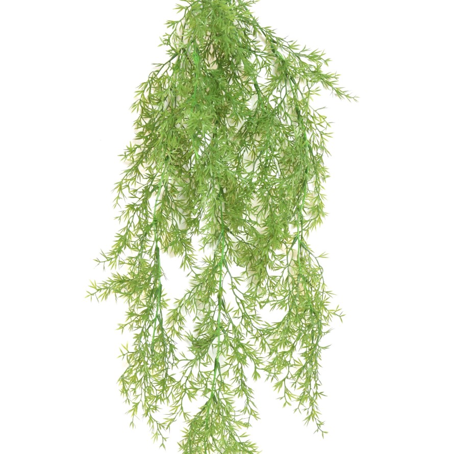 SELAGINELLA COLGANTE