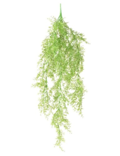 SELAGINELLA COLGANTE