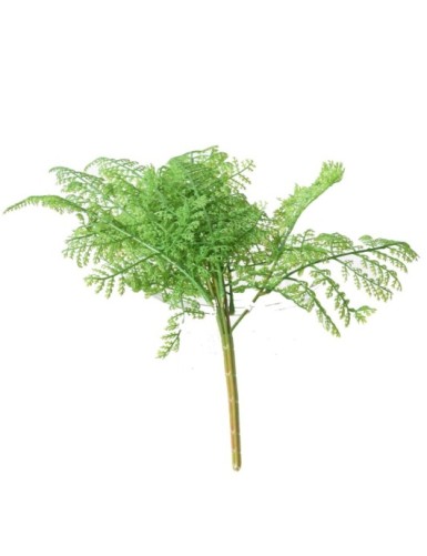 HELECHO SIN MACETA S