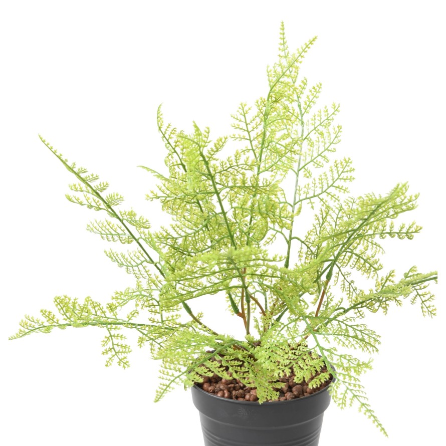 HELECHO SIN MACETA S