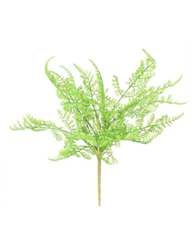 HELECHO SIN MACETA S