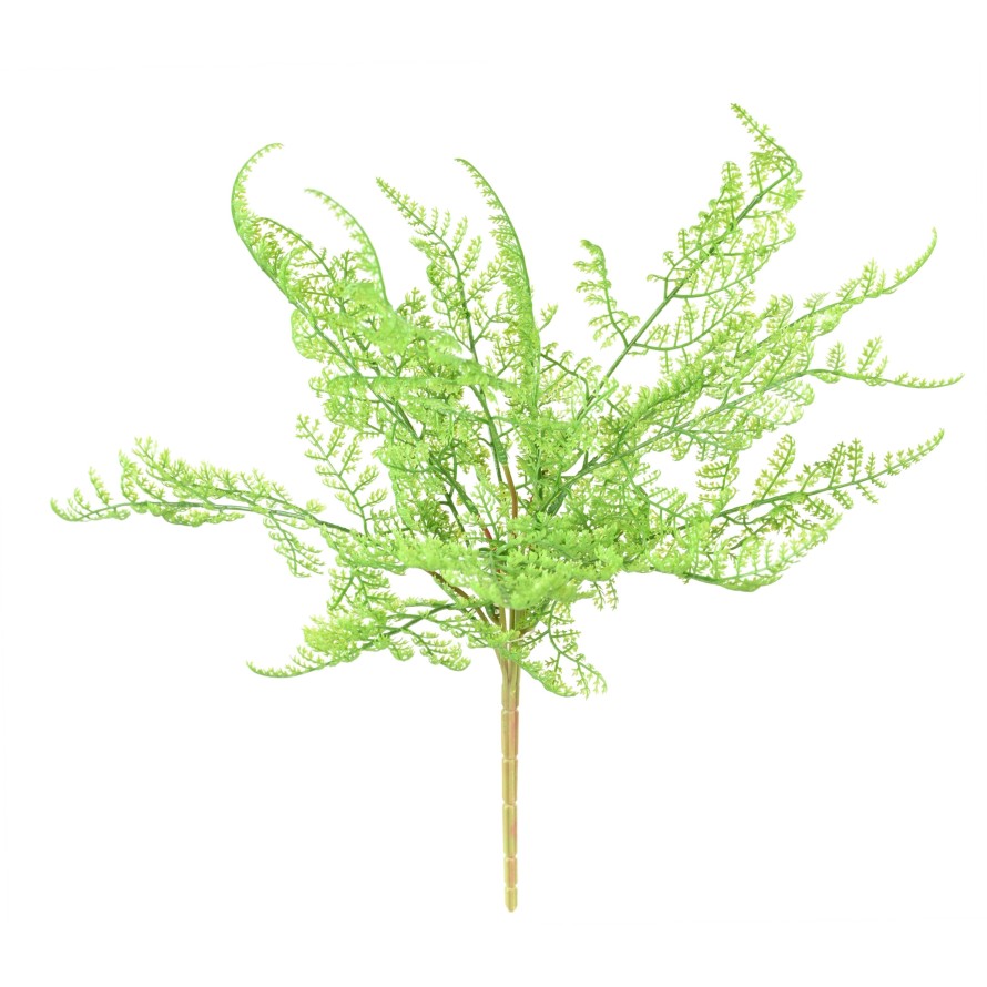 HELECHO SIN MACETA S