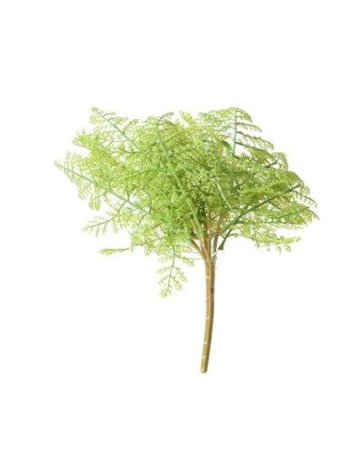 HELECHO SIN MACETA S