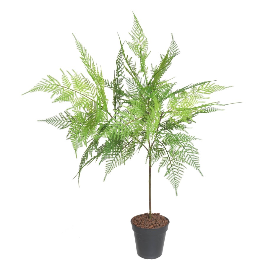 HELECHO SIN MACETA L