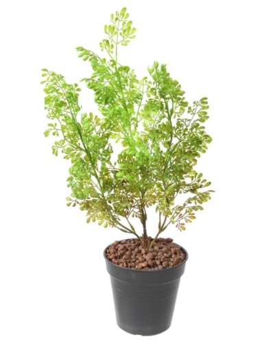 BUXUS STECKSTAB
