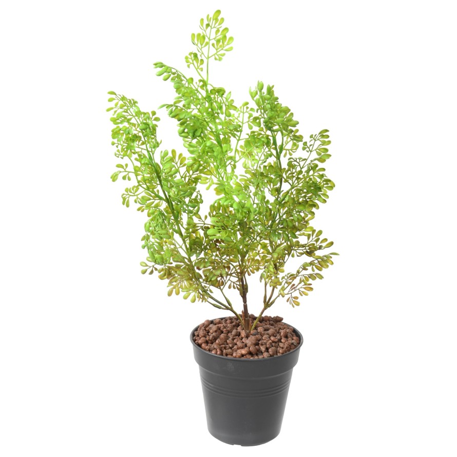BUXUS SIN MACETA