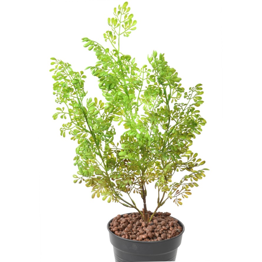 BUXUS STECKSTAB