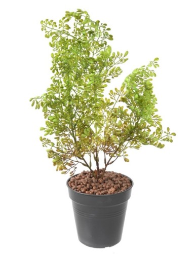BUXUS SIN MACETA