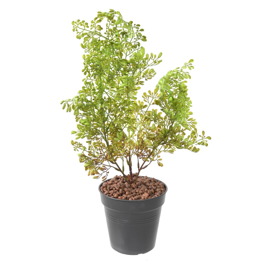 BUXUS STECKSTAB