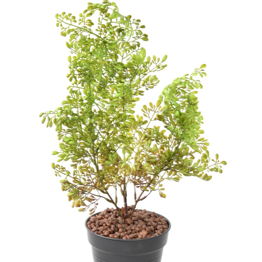 BUXUS BUSH