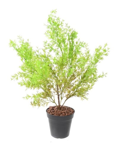 ESPÁRRAGO SIN MACETA