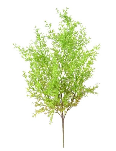 ZIERSPARGEL STECKSTAB