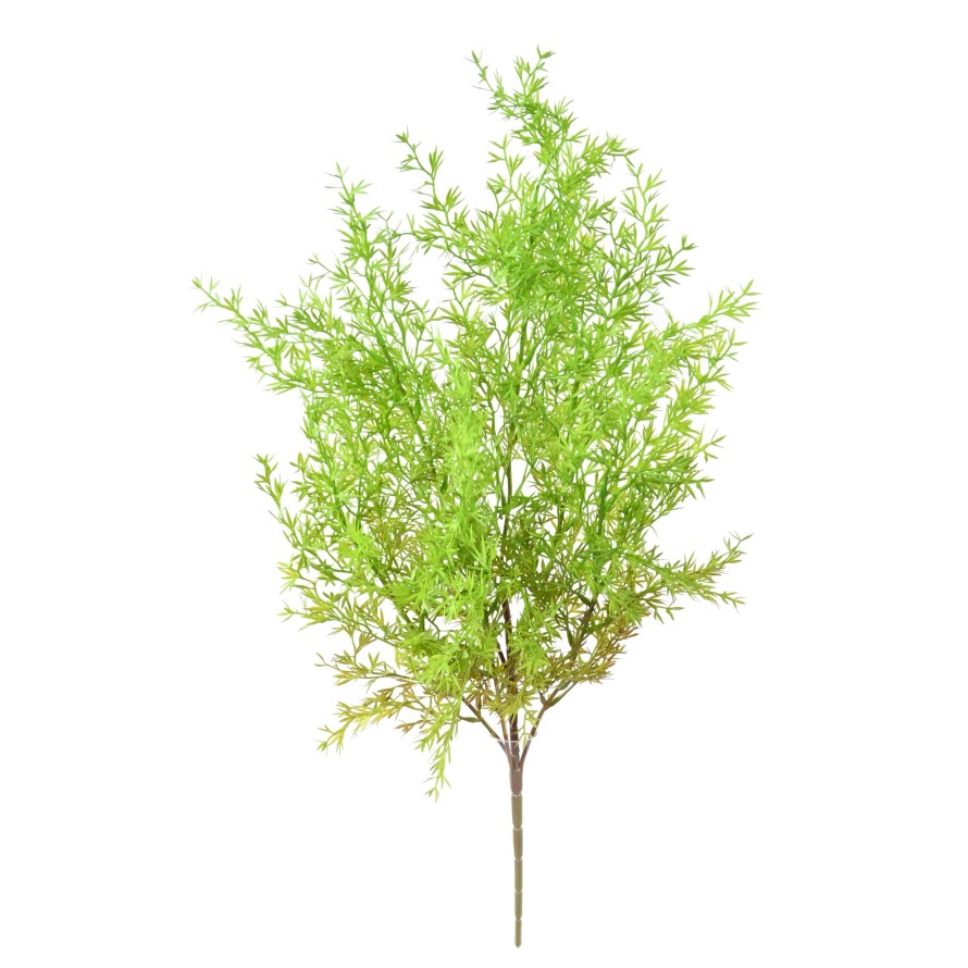 ESPÁRRAGO SIN MACETA