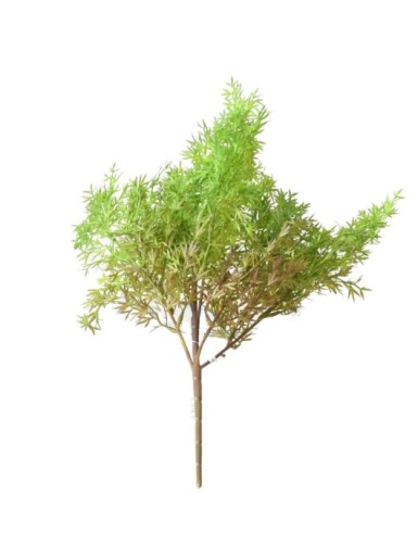 ESPÁRRAGO SIN MACETA