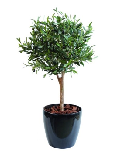 OLIVO BALL TREE EN MACETA