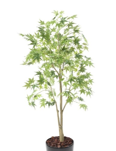 ARALIA EN MACETA