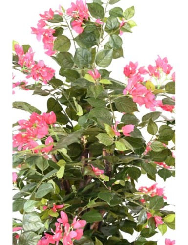 BOUGAINVILLEA (Drillingsblume) EKO