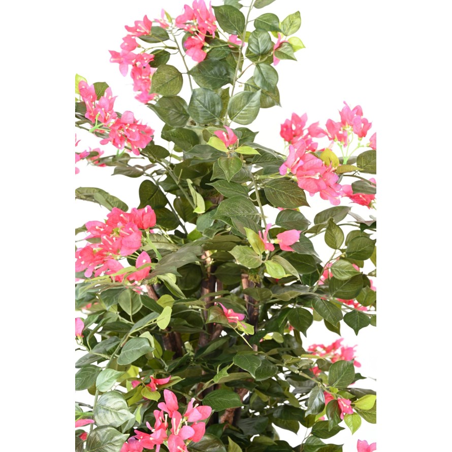 BOUGAINVILLEA (Drillingsblume) EKO