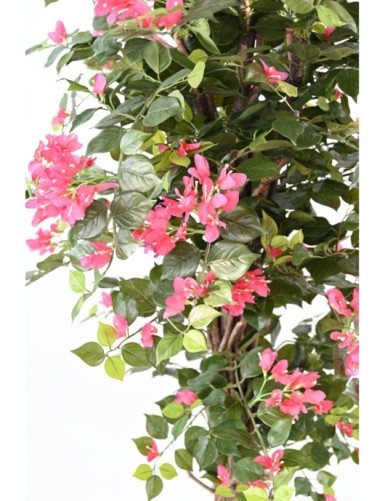BOUGAINVILLEA (Drillingsblume) EKO
