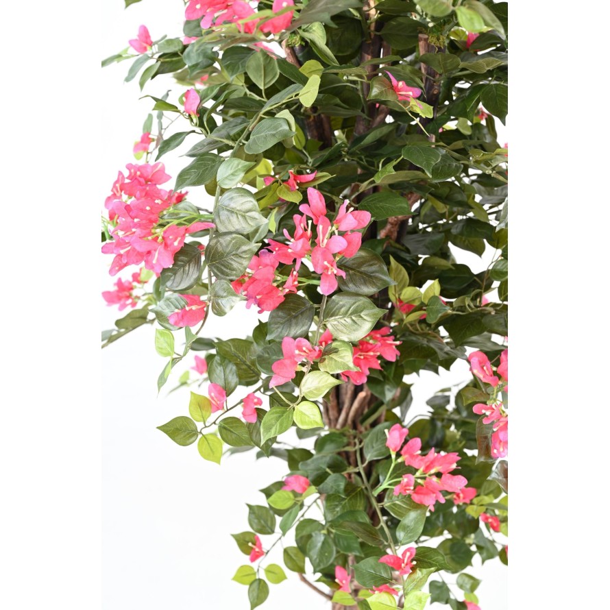 BOUGAINVILLEA (Drillingsblume) EKO